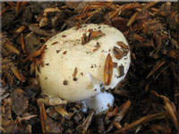 Fleischrosa Tubling - Russula incarnata