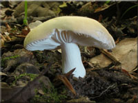Fleischrosa Täubling - Russula incarnata