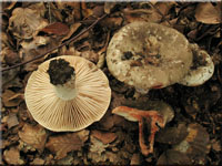 Dickblttriger Schwrz-Tubling - Russula nigricans