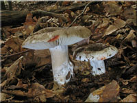 Dickblttriger Schwrz-Tubling - Russula nigricans