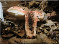 Dickblttriger Schwrz-Tubling - Russula nigricans
