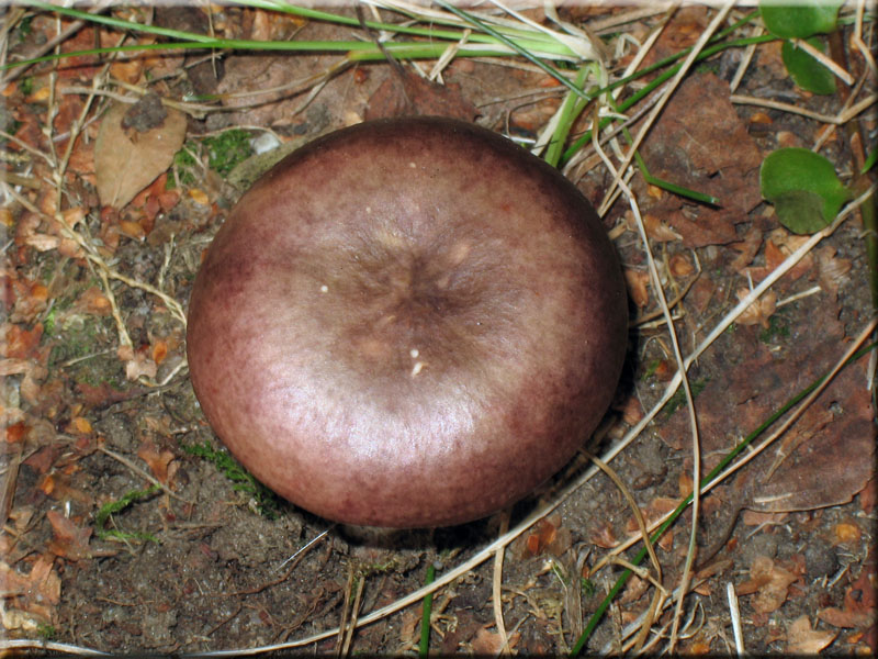 Milder Glanz-T�ubling - Russula nitida