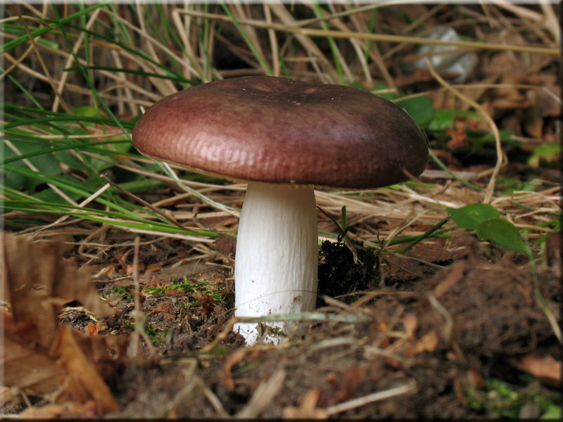 Milder Glanz-T�ubling - Russula nitida