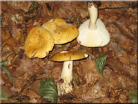 Ockerweißer Täubling - Russula ochroleuca