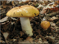 Ockerweier Tubling - Russula ochroleuca