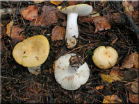 Ockerweier Tubling - Russula ochroleuca