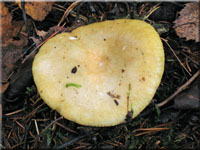 Ockerweier Tubling - Russula ochroleuca