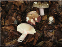 Rotstieliger Leder-Täubling - Russula olivacea