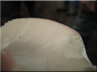 Rotstieliger Leder-Tubling - Russula olivacea