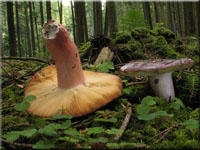 Rotstieliger Leder-Tubling - Russula olivacea