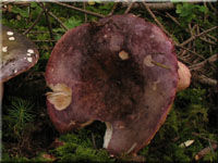 Rotstieliger Leder-Tubling - Russula olivacea