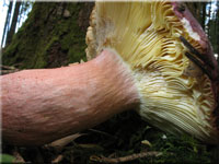 Rotstieliger Leder-Tubling - Russula olivacea