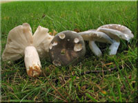 Blaugrner Reif-Tubling - Russula parazurea