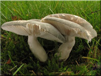 Blaugrner Reif-Tubling - Russula parazurea