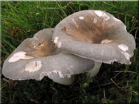 Blaugrüner Reif-Täubling - Russula parazurea