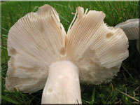Blaugrner Reif-Tubling - Russula parazurea