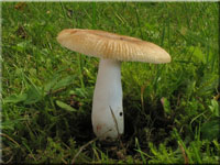 Kratzender Kamm-Tubling - Russula pectinatoides
