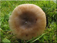 Kratzender Kamm-Tubling - Russula pectinatoides
