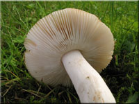 Kratzender Kamm-Tubling - Russula pectinatoides