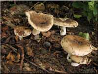 Kratzender Kamm-Tubling - Russula pectinatoides