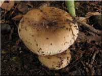 Kratzender Kamm-Täubling - Russula pectinatoides