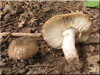 Kratzender Kamm-Tubling - Russula pectinatoides
