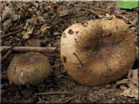 Kratzender Kamm-Tubling - Russula pectinatoides