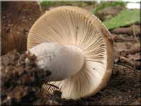 Kratzender Kamm-Tubling - Russula pectinatoides