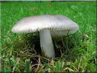 Blaugrüner Reif-Täubling - Russula parazurea