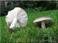 Blaugrüner Reif-Täubling - Russula parazurea