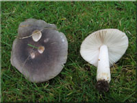 Blaugrüner Reif-Täubling - Russula parazurea