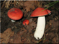 Ockerblättriger Zinnober-Täubling - Russula pseudointegra