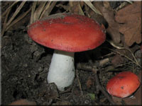 Ockerblttriger Zinnober-Tubling - Russula pseudointegra