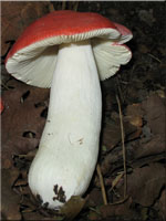 Ockerblttriger Zinnober-Tubling - Russula pseudointegra