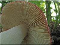 Ockerblttriger Zinnober-Tubling - Russula pseudointegra