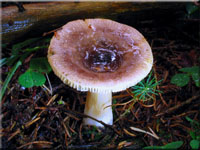 Milder Wachs-Tubling - Russula puellaris