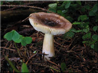 Milder Wachs-Täubling - Russula puellaris