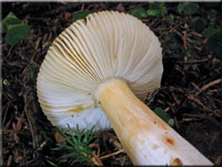Milder Wachs-Tubling - Russula puellaris