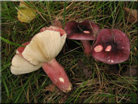 Stachelbeer-Täubling - Russula queletii