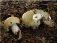 Weißstieliger Leder-Täubling - Russula romellii