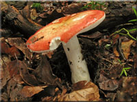 Harter Zinnober-Täubling - Russula rosea