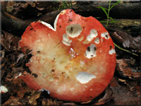 Harter Zinnober-Tubling - Russula rosea