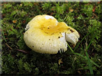 Sonnen-Täubling - Russula solaris