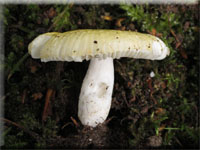 Sonnen-Täubling - Russula solaris