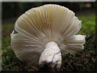 Sonnen-Täubling - Russula solaris