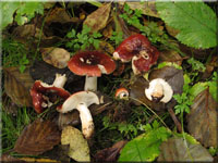Purpurfarbener Weiden-Heringstäubling - Russula subrubens