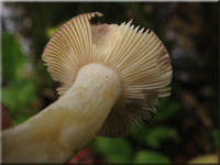 Purpurfarbener Weiden-Heringstäubling - Russula subrubens