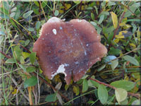 Purpurfarbener Weiden-Heringstäubling - Russula subrubens