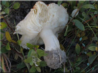 Purpurfarbener Weiden-Heringstäubling - Russula subrubens
