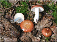Ziegelroter Täubling - Russula velenovskyi